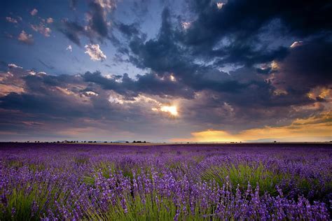 Sunset Over Lavender Fields Valensole Photograph By Danita Delimont