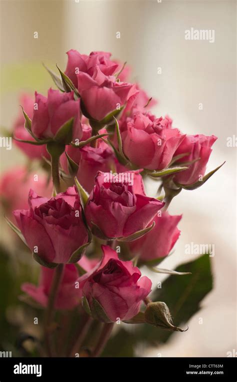 Rosa Cultivar Rose Pink Stock Photo Alamy