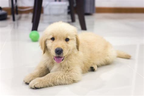 Portrait Of Golden Retriever Puppy Stock Photo Image Of Child