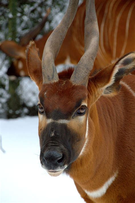 PICS: The animals at Dublin Zoo really enjoyed their day in the snow | JOE is the voice of Irish ...