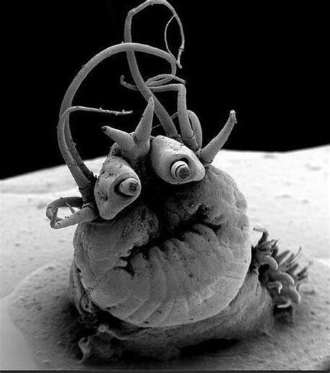Pin By Joel On Memes Weird Twitter Deep Sea Deep Sea Creatures