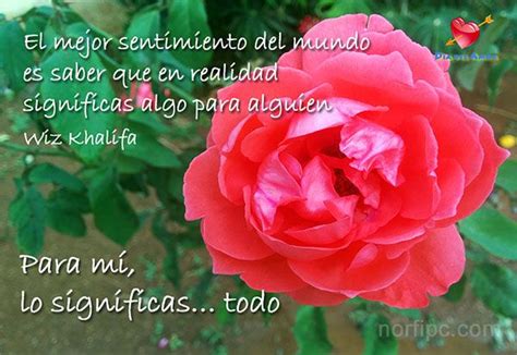 Fotos De Flores Y Rosas Con Frases Para El D A Del Amor Frases De