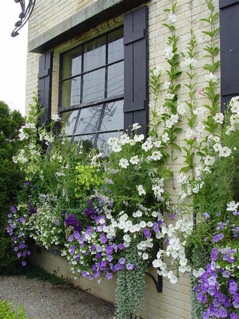 15 Beautiful Plants For Window Boxes Ideas 2019 14 Window Box Plants