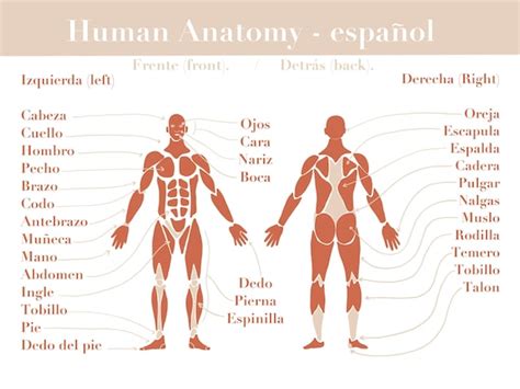 Spanish Human Anatomy Poster Digital Download Etsy