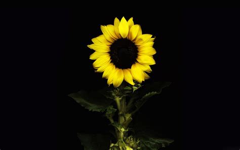 Sunflower Background Mobile Wallpapers