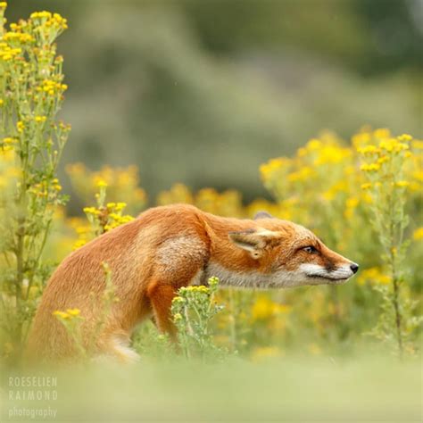 Flower Fox Photography By ©roeselien Raimond Fantastic Fox Fabulous