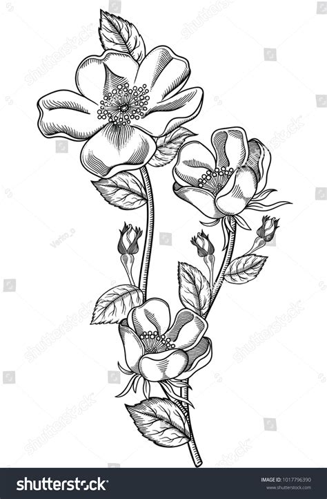 Vector Illustration Flowersdetailed Flowers Black White Stock Vector