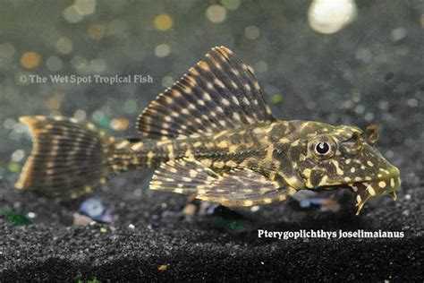 Pterygoplichthys Joselimaianus Tropical Freshwater Fish For Sale