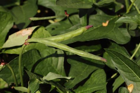 When To Plant Purple Hull Peas Top Timing Tips