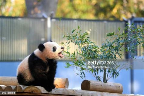 Giant Panda Cub Xiang Xiang Open To Public Photos And Premium High Res