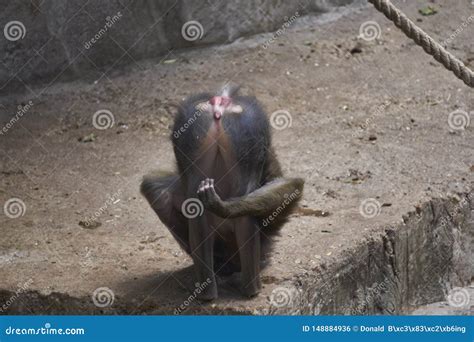 Cheeky Monkey Showing His Buttocks And Making Rude Sign With His Hand