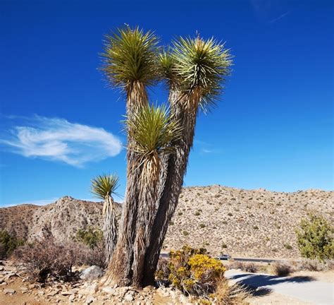 Premium Photo Joshua Tree