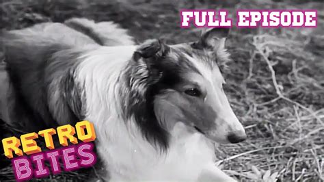 Lassie The Big Cat Full Episodes 🐕 Youtube