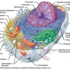 Organel Organel Sel Dan Fungsinya