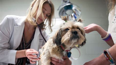 In dogs, bone cancer also can occur as a primary or metastatic disease, but in osteosarcoma accounts for approximately 85% of bone tumors in dogs. From Dogs, Answers About Breast Cancer - The New York Times