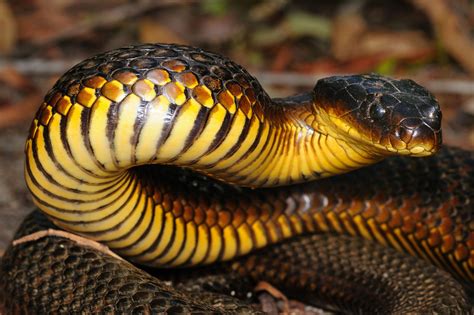 Tiger Snake Found At Crown Kiis 1011 Melbourne