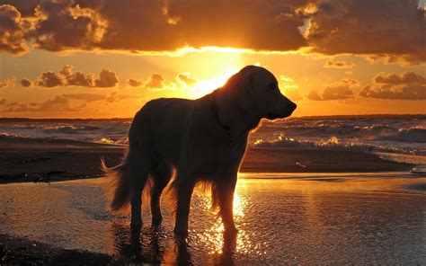 Super easy to navigate super easy to set as wallpaper! Wallpapers smart, Art der Golden Retriever auf einem ...