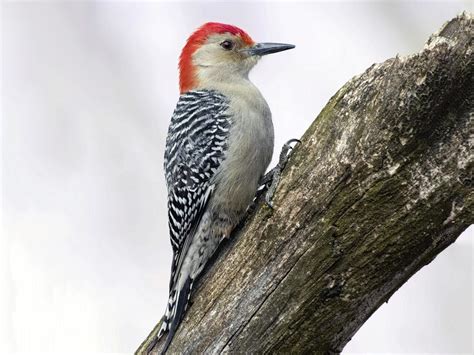 Red Bellied Woodpecker Celebrate Urban Birds