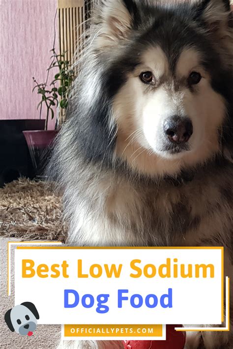 Processed food such as mac and cheese or potato or rice mixes. What's The Best Low Sodium Dog Food? - 10 Healthy Picks ...