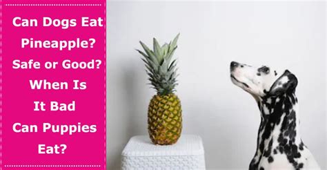 Will pineapple stop dogs from eating poop? Can Dogs Eat Pineapple? Is It Safe or Good? When Is It Bad ...