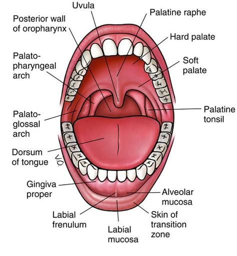 An Oral Cavity Oropharynx Swallowing Studyblue