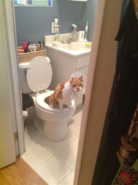 Should you train your cat to use the toilet? This cat taught itself to use the toilet no kidding. The ...