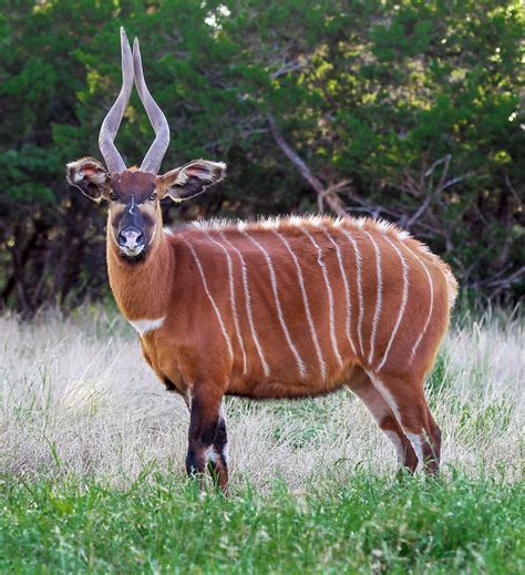Baby Bongo Critically Endangered Antelope Makes Debut At Polish Zoo