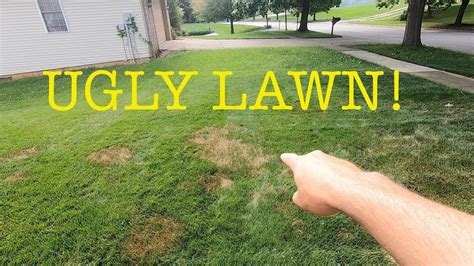 How To Treat For Brown Patch In The Lawn Youtube