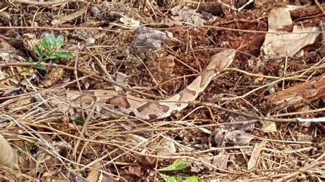 Large Poisonous Snake Copperhead Snake In My Yard Youtube