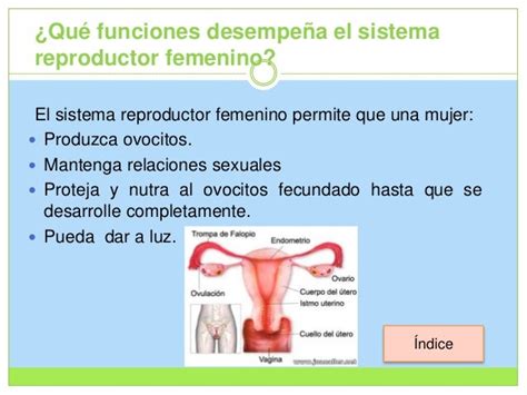 Estructura Del Aparato Reproductor Femenino Y Sus Funciones Images