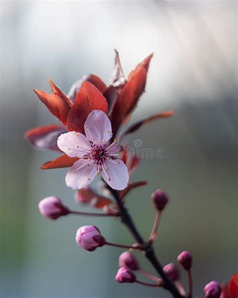Blooming Flowers Of Red Leaf Cherry Tree Stock Image Image Of Blur