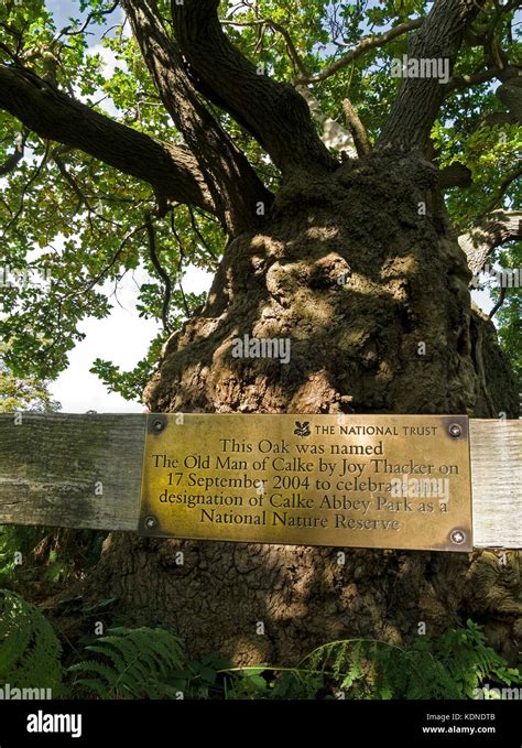 Ancient English Oak Tree Named Old Man Of Calke By Joy Thacker With