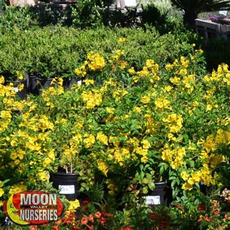 Arizona Yellow Bells In 2021 Plants Planting Shrubs Valley Nursery