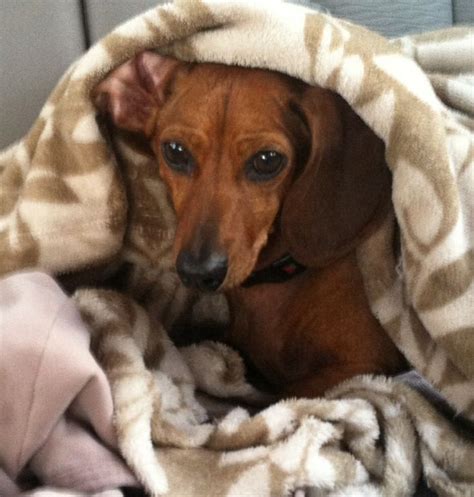 A Doxie And Her Blanket Dachshund Dog Dachshund Pictures Miniature
