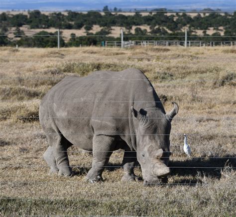 1 The Worlds Last Two Remaining Northern White Rhinos Both Female