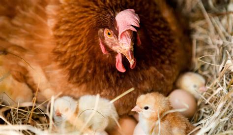 How Long Does It Take For A Chicken Egg To Hatch Naturally Thefarmliving