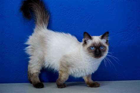 These cute, curious cats are known for snatching shiny objects, so don't be surprised if these magpies borrow your favorite piece of jewelry. Ragdoll Cat for Sale | Buy Ragdoll Cats | Ragdoll Cat ...