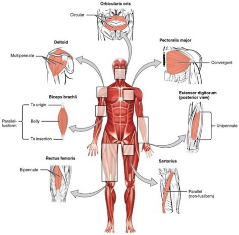 How many bones are in the human body? Major Skeletal Muscles - Earth's Lab