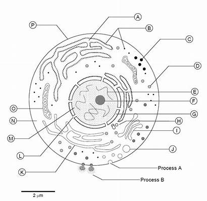 Cell Diagram Structure Animal Eukaryotic Organelles Cells