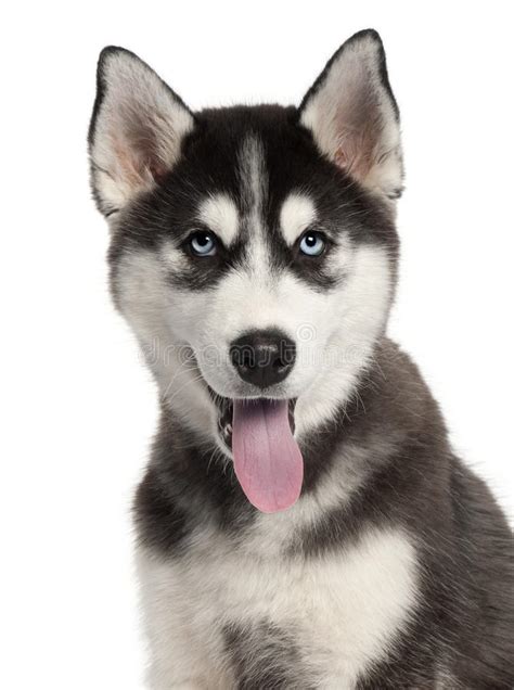 Close Up Of Siberian Husky Puppy 4 Months Old Stock Image Image Of