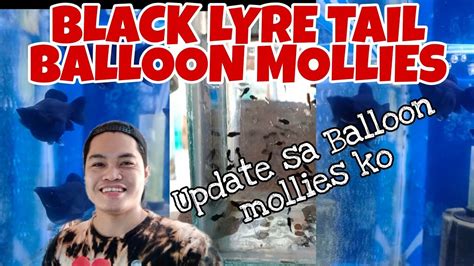 Black Lyretail Balloon Molly Update Sa Balloon Molly Ko YouTube