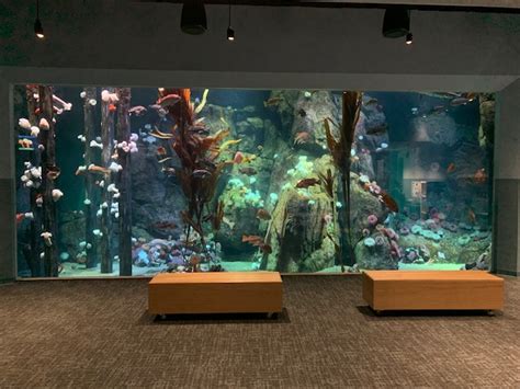 Pacific Seas Aquarium New In 2018 Zoochat