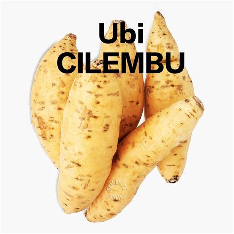 Ubi Cilembu 1kgvolcano Honey Sweet Potatoes Ubi Cilembu Madugrill👍🏻