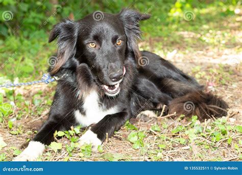 Black And White Hunting Dog Lying In The Grass Stock Image Image Of