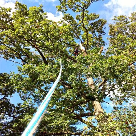 Rope Tree Surgeons In Devon Dartforest Treeworks