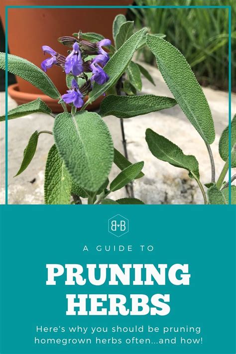 How To Prune Herbs Bee And Basil Herbs Prune Planting Herbs