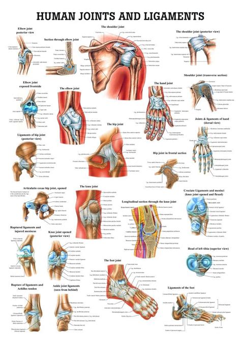 Human Joints And Ligaments Poster Clinical Charts And Supplies