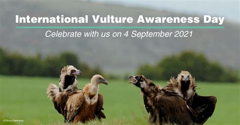International Vulture Awareness Day 2021 Is Two Weeks Away Vulture Conservation Foundation