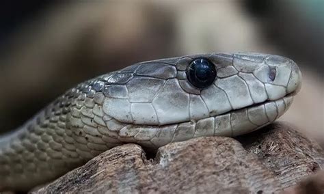 Qu Significa So Ar Con Serpientes O Culebras Negras Am Rica Noticias