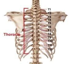 Rib cage, basketlike skeletal structure that forms the chest, or thorax, made up of the ribs and their corresponding attachments to the sternum and the vertebral column. Image result for spine numbers ribs | Thoracic, Spinal ...